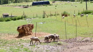 Ovelles dels seus ramats