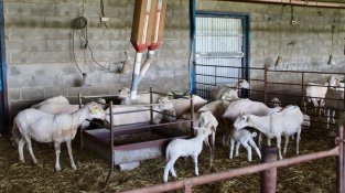 Les ovelles al corral