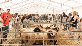 Vic es prepara per viure el Mercat del Ram, la gran cita del món rural a Osona
