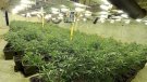 Desmantellen una xarxa criminal amb una gran plantació de marihuana a Manlleu