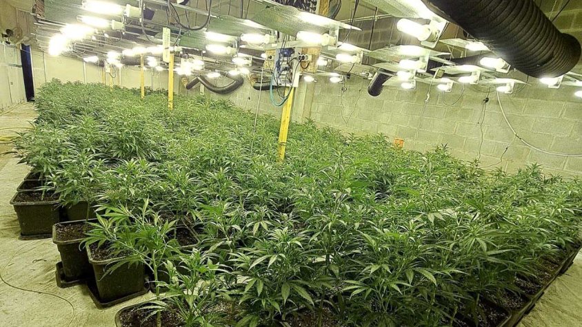 Desmantellen una xarxa criminal amb una gran plantació de marihuana a Manlleu