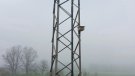Instal·len caixes niu a torres elèctriques de Manlleu per afavorir la nidificació del gaig blau