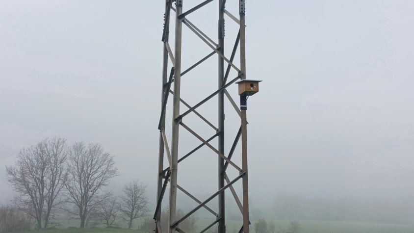 Instal·len caixes niu a torres elèctriques de Manlleu per afavorir la nidificació del gaig blau