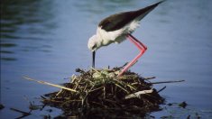 L’Illa de Buda, el tresor natural del Delta de l’Ebre que agonitza en silenci