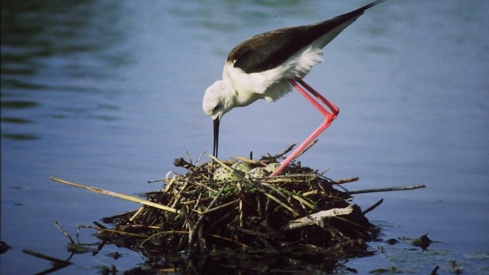 L’Illa de Buda, el tresor natural del Delta de l’Ebre que agonitza en silenci