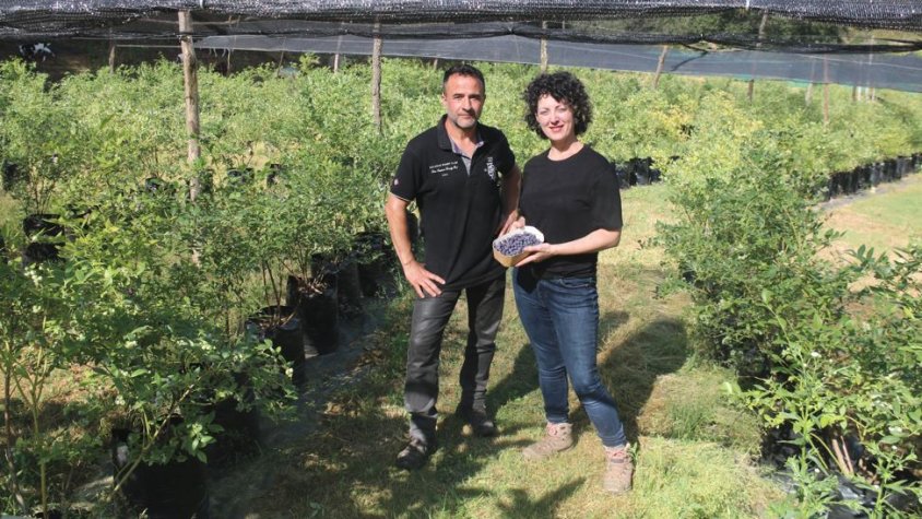 La parella que cultiva nabius a Osona