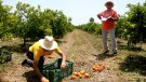 Vic lidera un projecte europeu per quantificar les pèrdues d’aliments als camps de cultiu