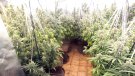 Desmantellen una plantació amb més de 500 plantes de marihuana en una casa d’Espinelves