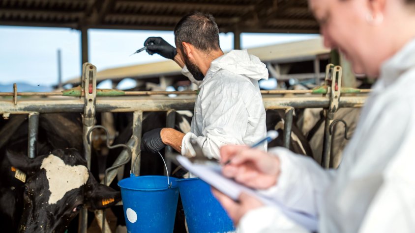 Veterinaris vacunant unes vaques contra la dermatosi nodular