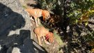 Els Bombers rescaten dos gossos atrapats tota la nit en una cinglera de Santa Cecília de Voltregà