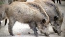 El rebrot de pesta porcina africana alarma les granges de Catalunya