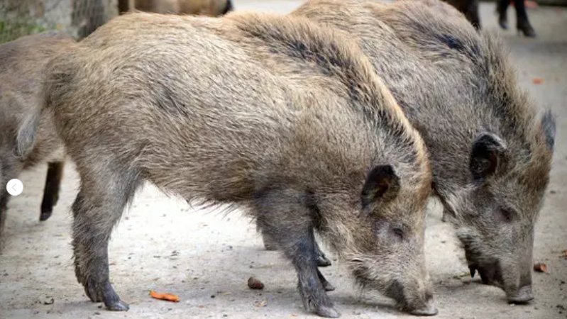 Porc senglar