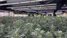 Detingut a Santa Eugènia de Berga l’encarregat d’una gran plantació de marihuana amb més de 1.300 plantes