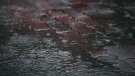 De la sequera a l’excés: Osona supera els 400 litres de pluja acumulada