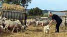 ALERTA AL SOLSONÈS: EL LLOP TORNA I JA DEIXA UN RASTRE DE MORTS ENTRE LES OVELLES.